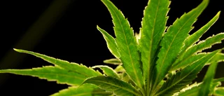 Odlade cannabis hemma i trädgården