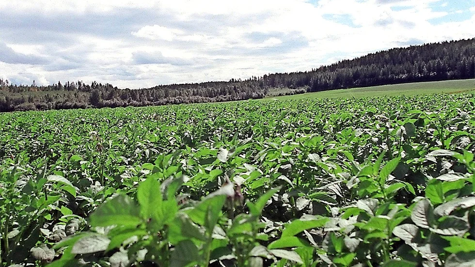 Värme behövs. Än är det för tidigt att uttala sig om hur stor potatisskörden kommer att bli. Det är tveksamt om mandeln hinner mogna tills det är dags att servera årets surströmmingar.