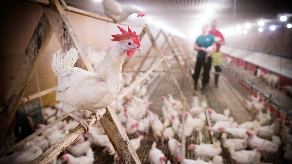 Produktion. Trots sina 27 000 värphöns är Bohmans Hönseri i Storträsk en relativt liten äggproducent. Foto: Lars Eriksson.