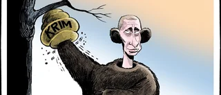Den ryska björnen …