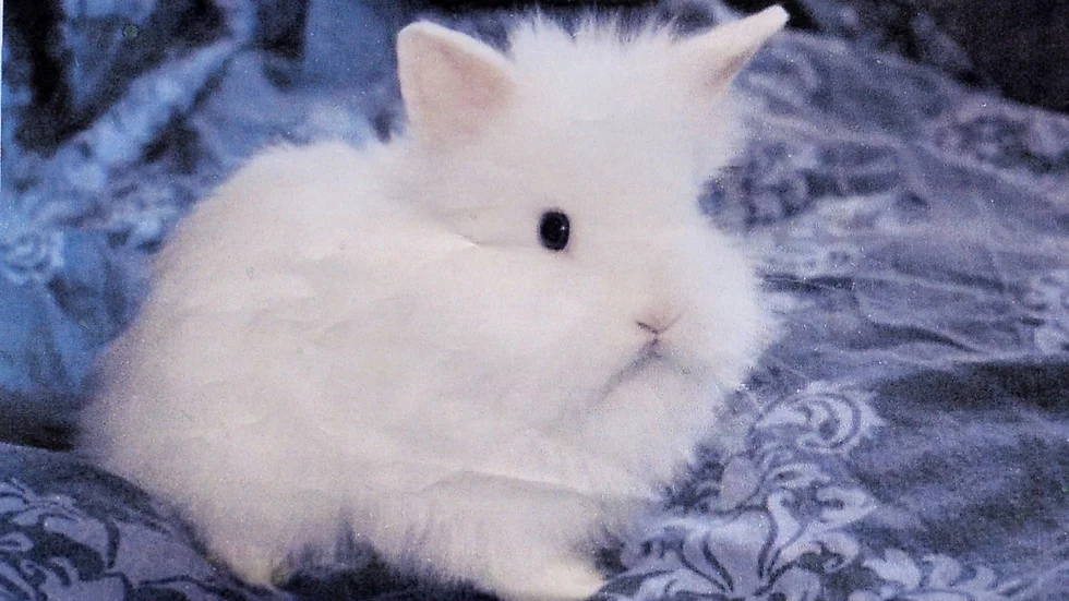 Kaninen Teddy när han var liten. Nu är han död. (Foto: Privat)
