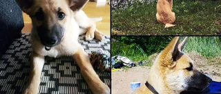 Uppdaterad: 12 veckor gamla valpen Alma är återfunnen