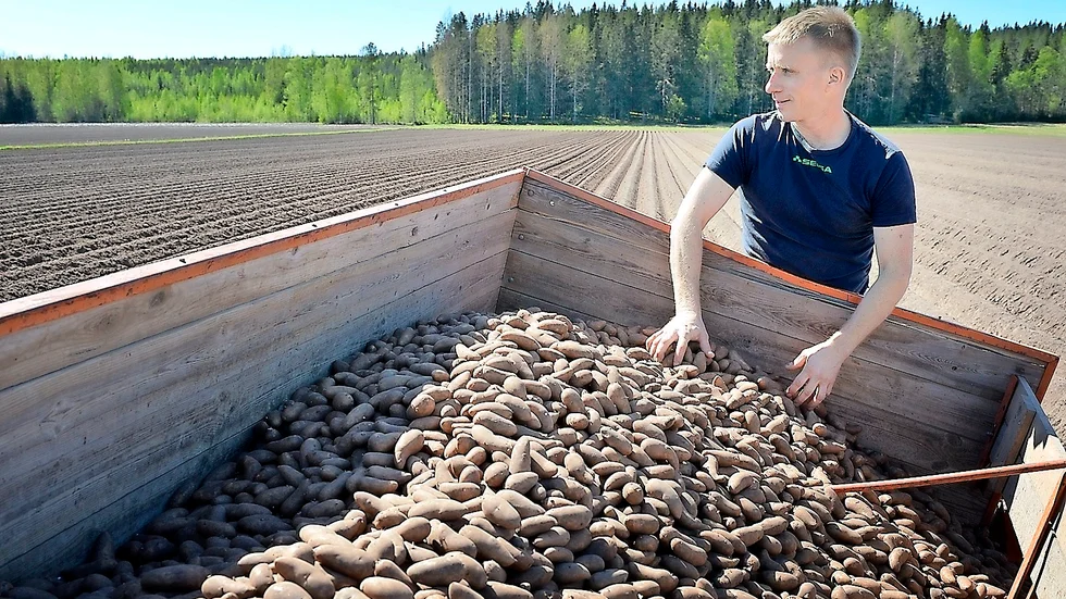 Potatisen stortrivs. Det ser lovande ut vad gäller chansen att få avnjuta mandelpotatis till surströmmingen, Ola Hedlund förutspår betydligt bättre skörd än förra året.