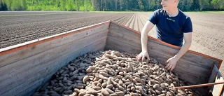 Potatisodlare nöjda – skörden blir bra – och mandeln blir färdig till ”surisarna”