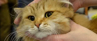 Kattpest konstaterat i Luleå