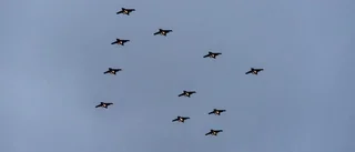 Julgransflygningen inställd på grund av vädret – snart dags för ett nytt försök
