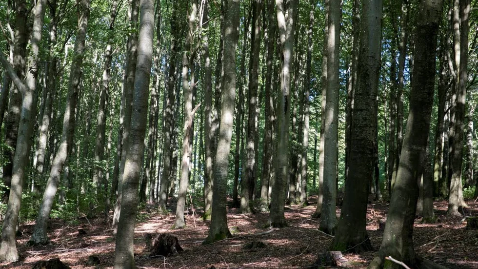 Skog och natur. I ett medborgarförslag önskar en Grytgölsbo aktivt stöd från kommunen för att skydda skog- och naturområden.