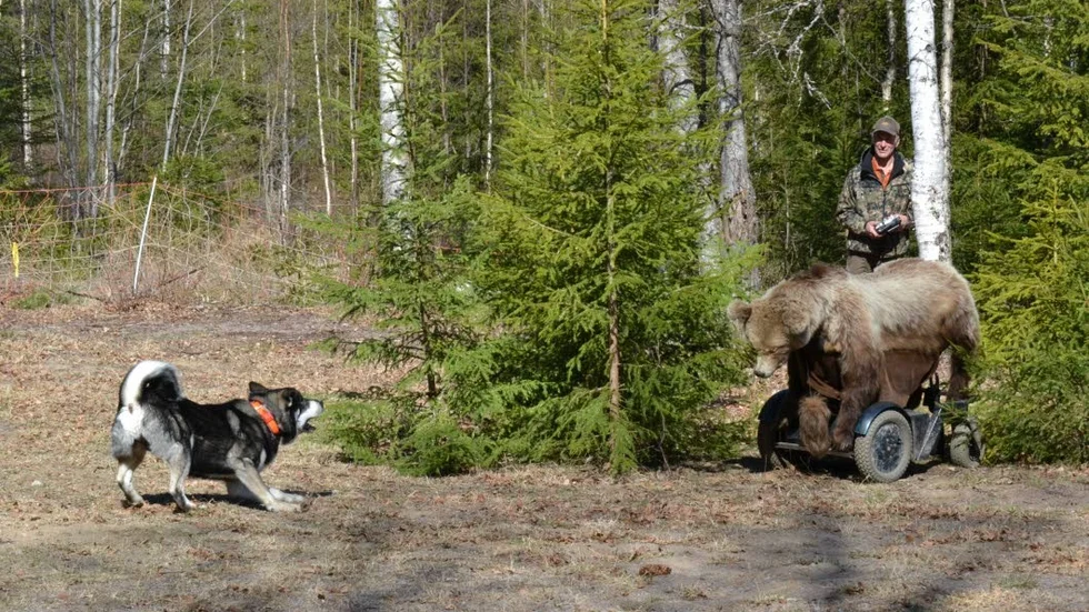 Hundtest. Hundar som tidigare blivit skrämda av till exempel en björn kan bli hjälpta tillbaka till jakten.