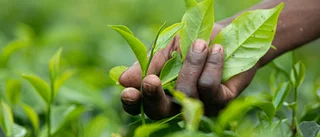 Sri Lanka vill betala skulder med te