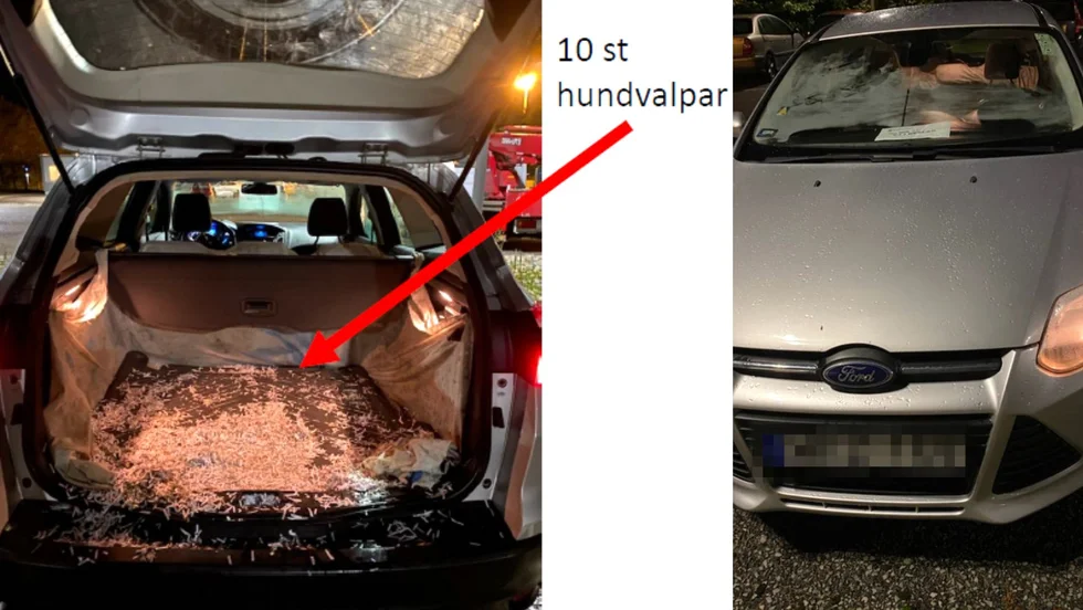 I den här bilen hittades tio insmugglade hundvalpar, som sedan fick avlivas. Nu åtalas en man i Vingåker för inblandning.