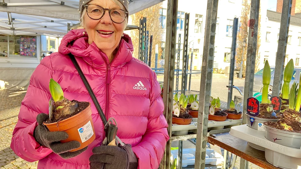 Julblommor i början av november. Solveig Nilsson har dock en plan - att följa amaryllisen när den växer upp. Kanske slår den ut lagom till första advent.
