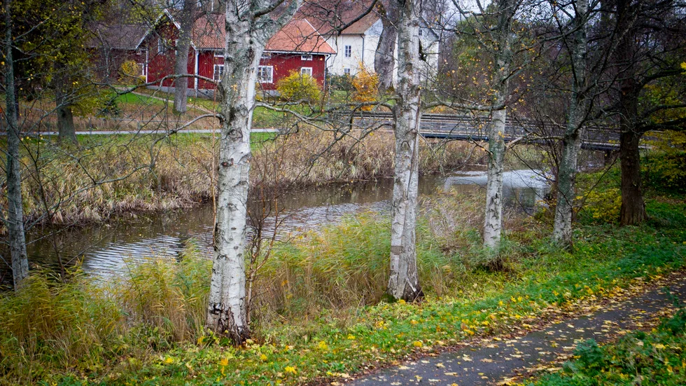 Några björkar längs Vingåkersån och den gångbro som nu är avstängd tills vidare. 
