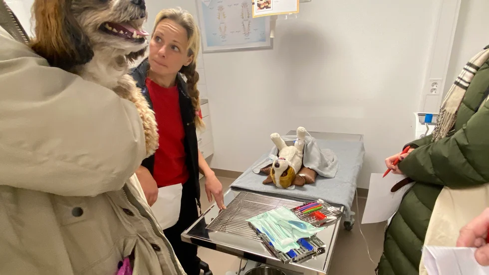Den sövda och intuberade patienten var för dagen av rasen mjukisdjur. Jenny Hammarlund berättade och svarade på frågor.