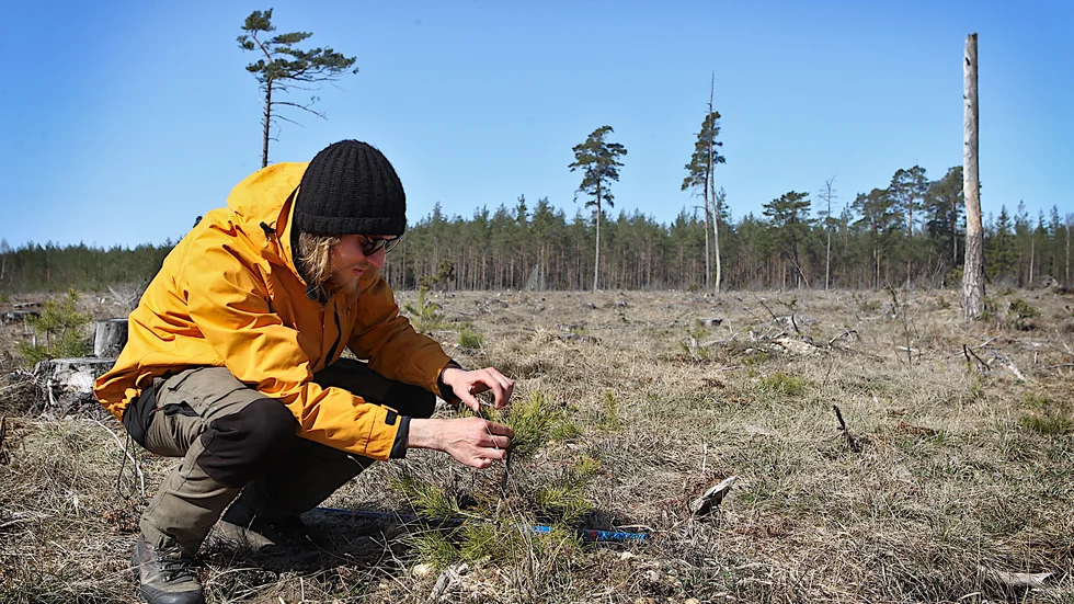 Emil Lindgren, Skogsstyrelsen visar hur rådjuren varit och ätit på plantan. 