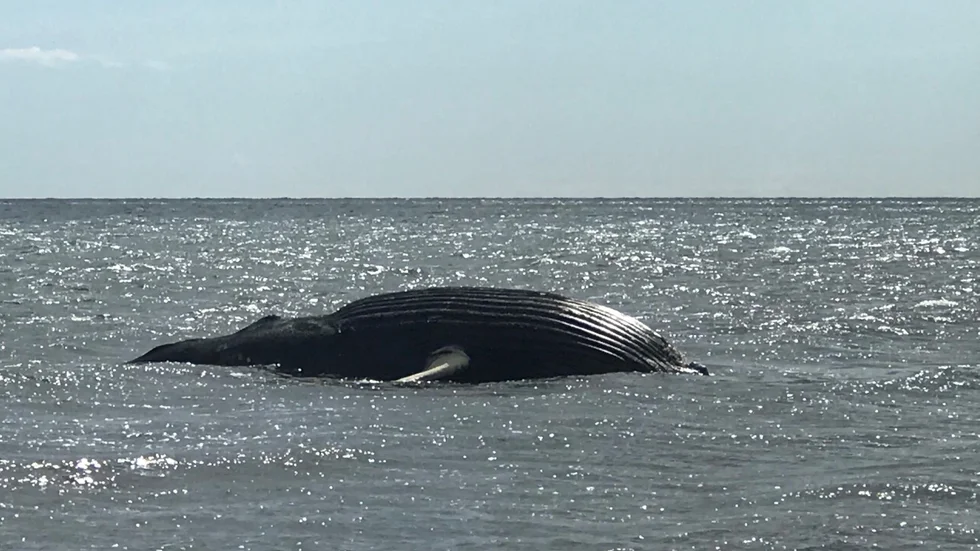 Knölvalen vid  Mellby ör vid Ölands sydöstra kust.