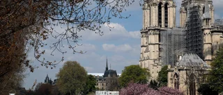 Tusen ekar fällda när Notre-Dame återuppbyggs