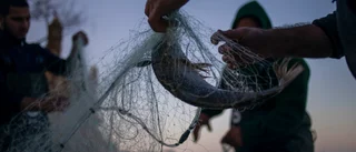 Nu är det inte försvarbart att fortsätta äta fisk