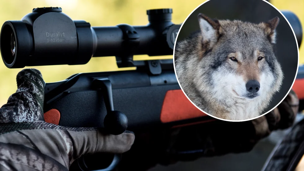 Eskilstunabon ansåg att "Borlängevargen" inte skulle skjutas, vilket han på ett hotfullt berättade för skyddsjägaren. Bilderna är tagna i andra sammanhang.