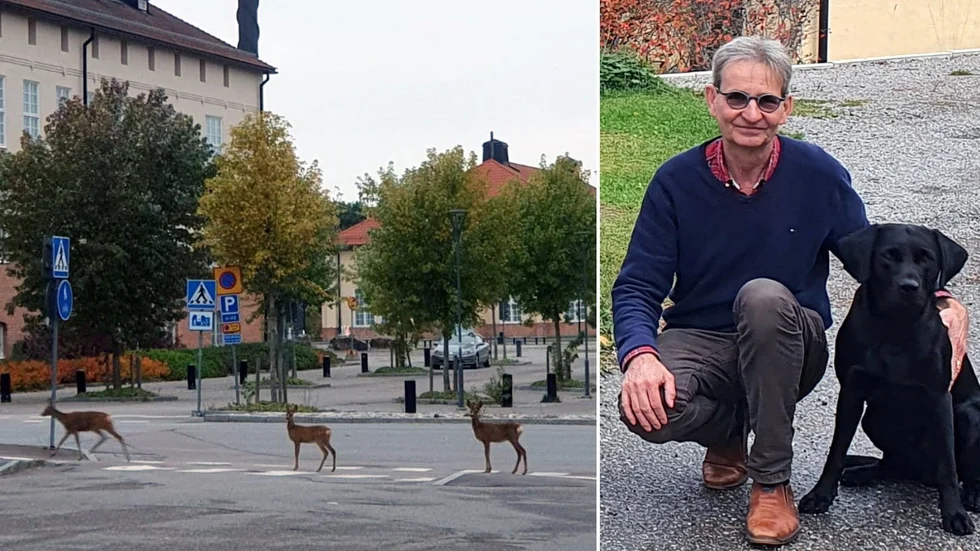 En get och två kid passerade i samlad tropp mitt framför ögonen på Anders Pohlstrand och hans hund Ringo vid Campus i söndags morse.