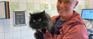Regeringen vill att katter ska märkas – djurklinik i Nyköping positiv till lagförslaget: "Katter är inga leksaker"