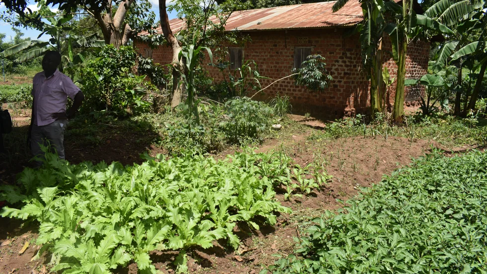 "Vi vill se fler och större satsningar på klimatbistånd riktat till småskaliga bönder, särskilt kvinnor", skriver Malin Flemström vd The Hunger Project. Bilden visar ett agroekologisk jordbruk i Uganda. 