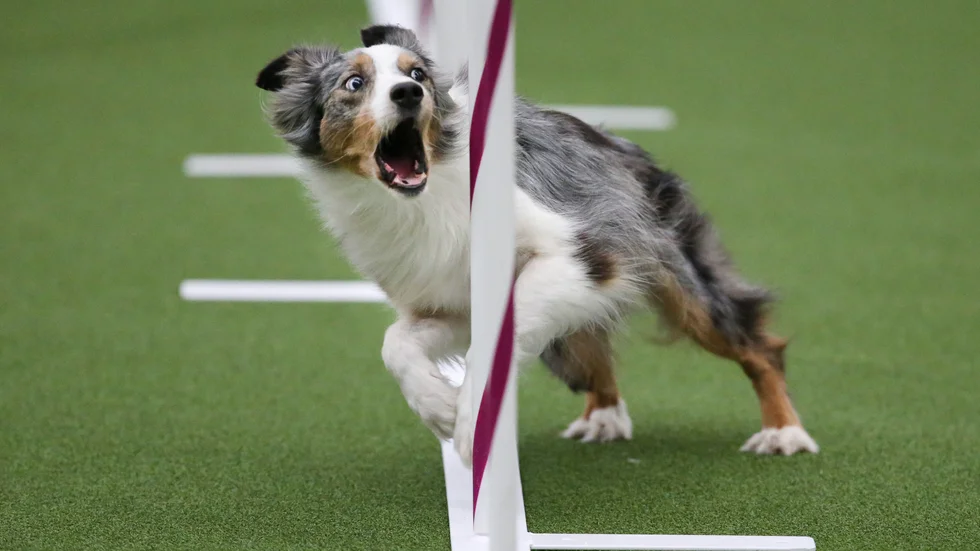 Sportjournalister väljer bort hundsporterna, menar skribenten. 