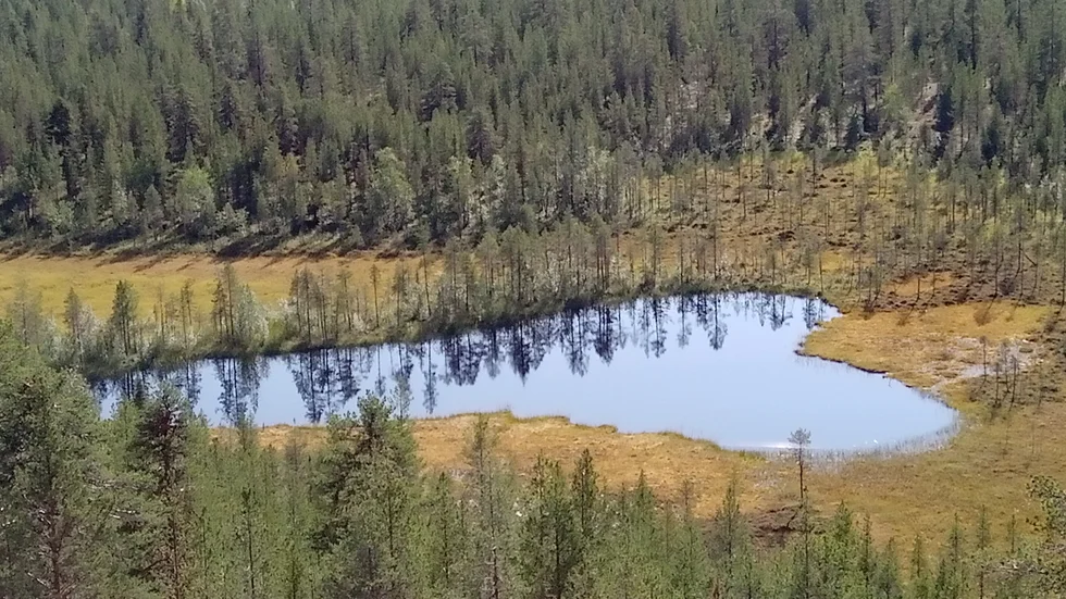 Ett hjärta i skogen.