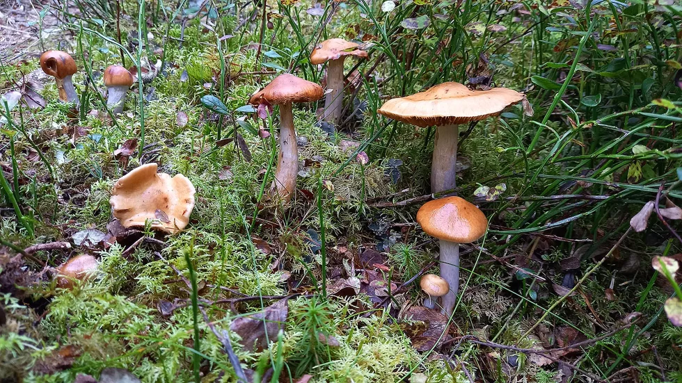 Svamparna poppar upp som ... ja, svampar ur jorden.