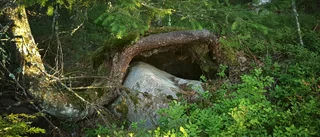Läsarbilden: Naturens egen skogskoja