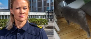 Frågan: Skar någon av svansen på lilla Ninja?