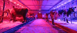 Färg på lampor ökade inte kossors produktivitet