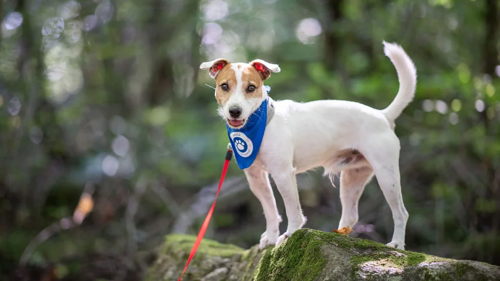 Helgen den 18–19 september arrangeras en digital hundpromenad i Sverige och flera andra länder i syfte att samla in pengar till hemlösa hundar. 
