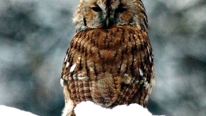 Kattuggla. 