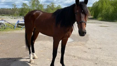 4-årige Hector Sisu var länets vinstrikaste