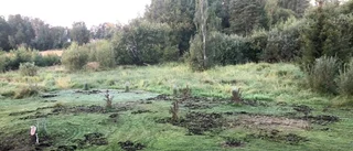 Vildsvinen vid Torshälla huvud borde skjutas av