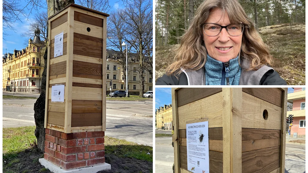 Mulm-holkarna, som är specialdesignade för att passa i staden, är en åtgärd som krävs när de gamla lindarna längs promenaden ska ersättas med nya, berättar kommunekolog Mia Agvald Jägborn.