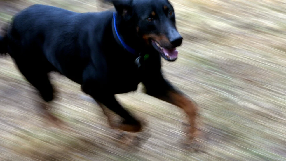 En annan hund. Arkivbild.