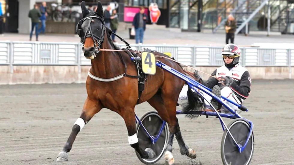 Selmer I.H jagar segern i klassiska Midsommarkransen på Skellefteåtravet på lördag.