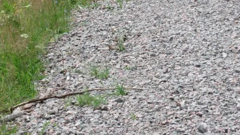 Vägrenen vid Sörsjön har förstörts med makadam. Orkidéerna lyser med sin frånvaro, noterar Bertil Ohlberger i sin insändare. 