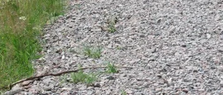 Naturvärden har utplånats vid Sörsjön