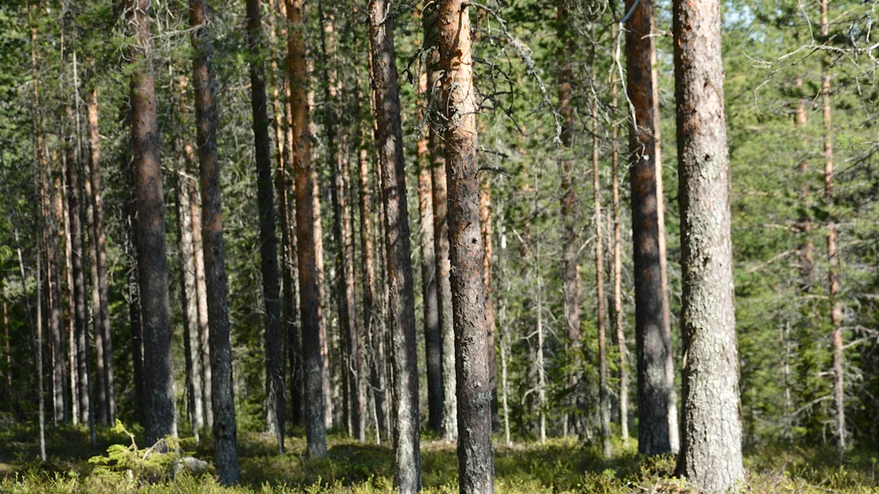 Skogen som finns på Gruvberget.