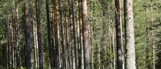 Inget kommunalt naturreservat på Gruvberget