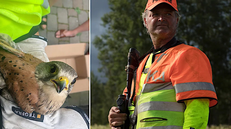 "Det var en udda upplevelse" säger eftersöksjägaren Mats Ekeberg som för några dagar sedan fick ta upp jakten på en skadad tornfalk i Strömsparken.