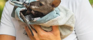 Miljöforskarna gick från skrivbordet till gethagen – fick sällskap av en wallaby