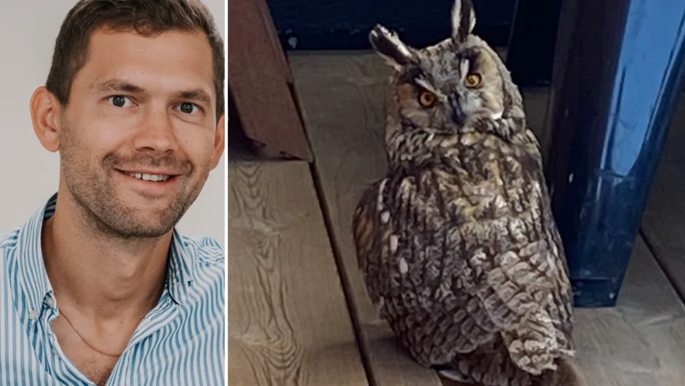Daniel Abenius möttes av den här hornugglan utanför fönstret på onsdagsmorgonen. 