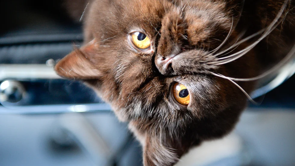 Uppgifter saknas om denna katt av rasen exotic är registrerad – eller lever utanför lagen. Arkivbild.