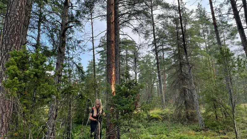 Skogsbrand i Pumpsätter, utanför Nyköping, som förmodligen orsakats av blixtnedslag. Den bedömningen gjorde räddningstjänsten genom att titta på den avskavda barken längs trädstammen.