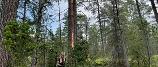 Åter stor risk för skogsbränder i Sörmland – och det brukar vara gnistan