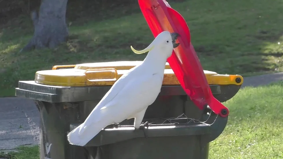 Efter många rapporter om kakaduor som öppnar locken till soptunnorna i Sydney i Australien, började forskare undersöka fåglarnas beteenden. 2018 tog en av forskarna, Barbara Klump, denna bild.