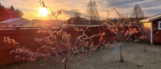 Läsarnas bilder: Frostiga morgnar och minusgrader – underbart väder att fotografera i
